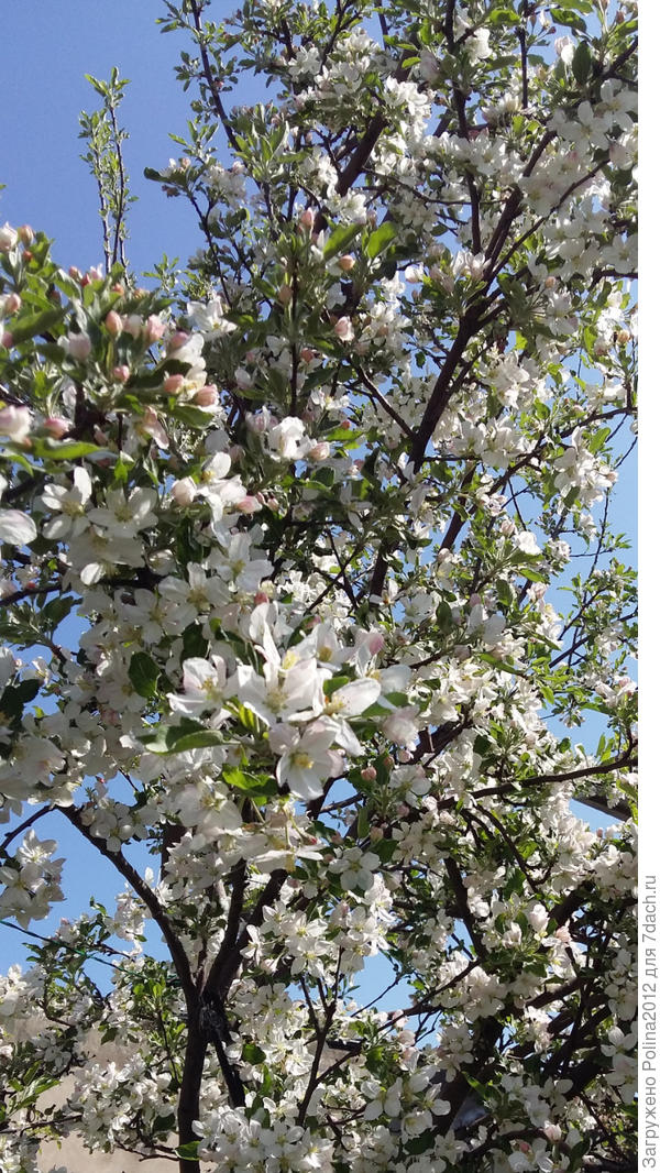 Цветет яблоня