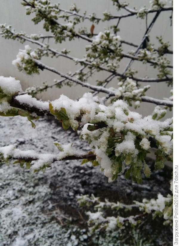 Цветущая черешня под снегом 9 апреля