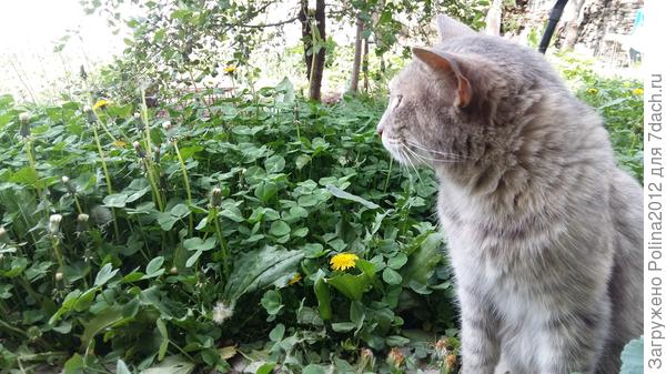 Да не хочу я