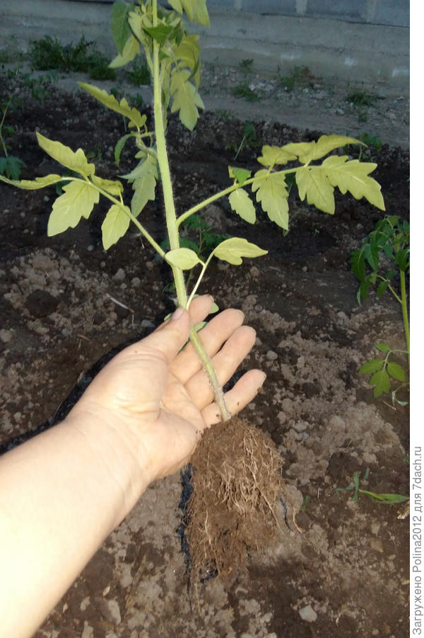 Корневая томата Король гигантов