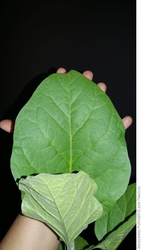 Вот,мою раскрытую ладонь закрывает лист,а девушка я не хрупкая