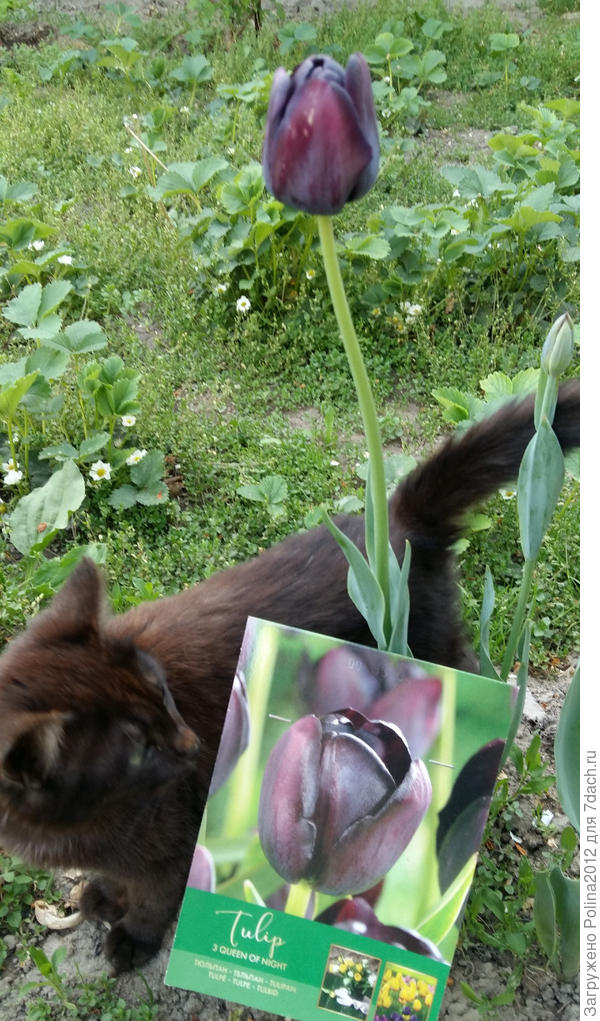 О,что это?черный цветок для меня!