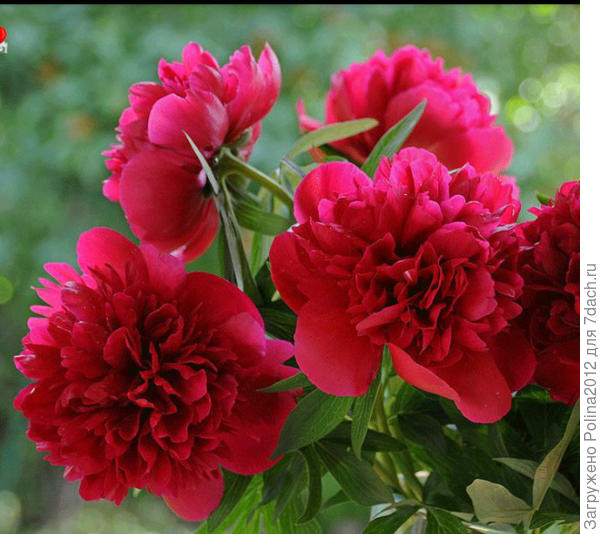 А обещали такой