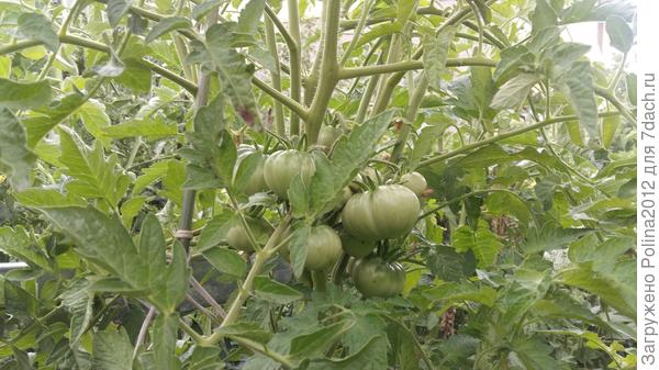 Это у меня томат,который зажировал,плоды пока некрупные,но такую кисть я еще не видела