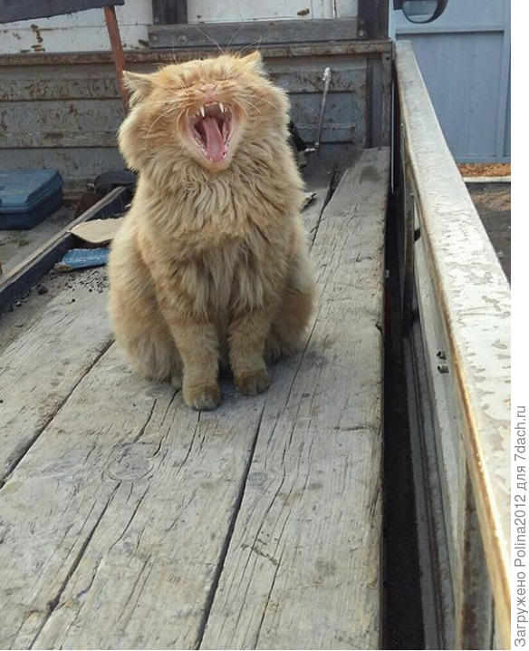 Ну вылитый тигрище))