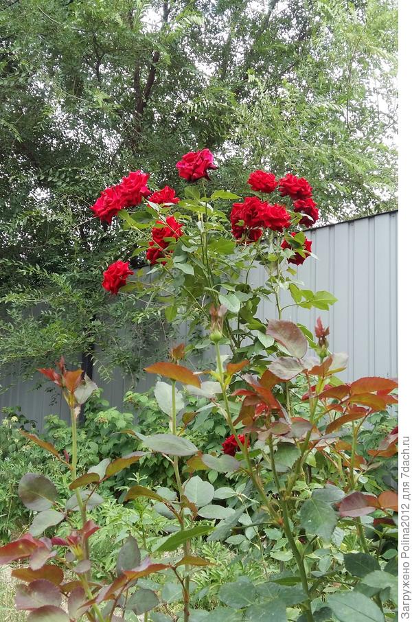 Елена,с днем рождения!♡