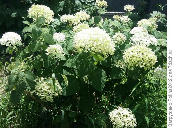 София!с юбилеем вас!♡