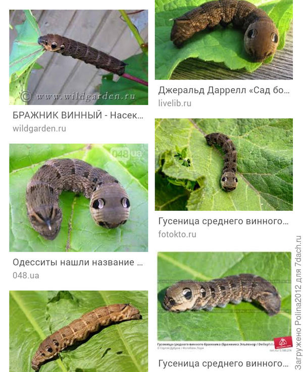 Ну правда ведь, милота?))