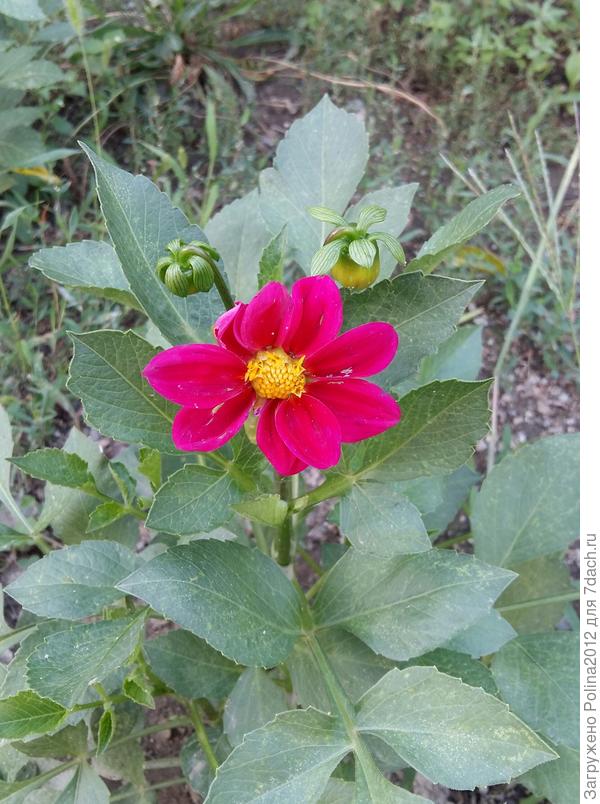 Этот вообще лилипут 30 см. ростиком