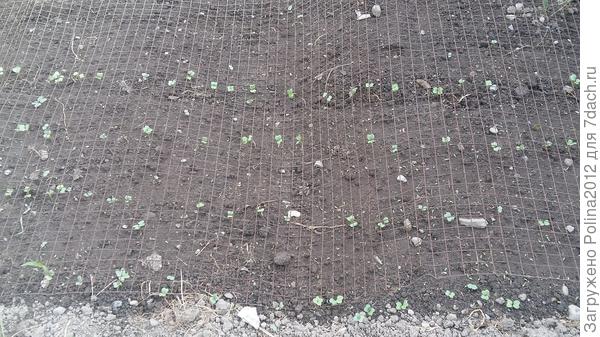 Как обычно,прикрыла сеткой от котов))