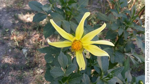 Это вроде должно было быть кактусовидной георгиной