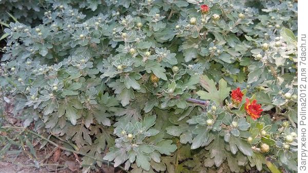 А хризантема,которая должна цвести в октябре вздумала цвести в августе