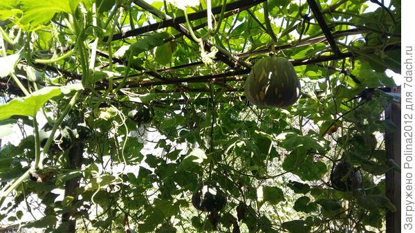 Мои тыковки,6 штук))на 6 кустах