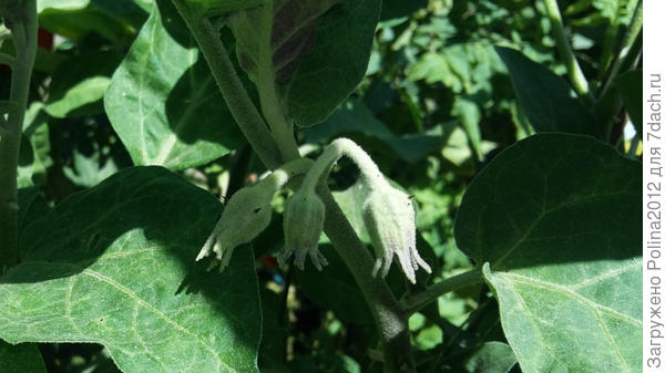 Первый раз вижу пучковые баклажаны))