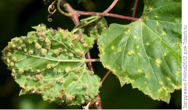 Листья пораженные филлоксерой,снизу и сверху