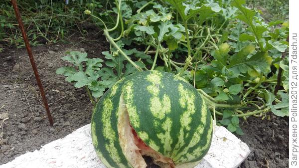 Лопнул от радости