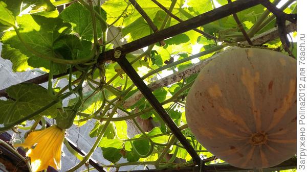 Тыквы снова завязываются,хотят продолжения лета))