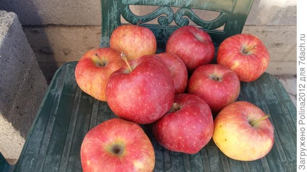 Ну и последние яблочки собрала