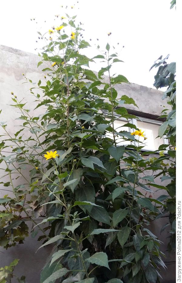 Топинамбур свыше 3 м.уже,в этом году пораньше зацвел