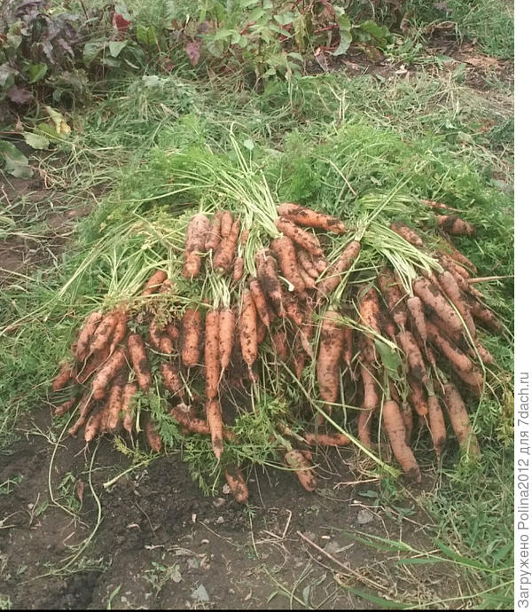 Морковь краса-длинная коса))