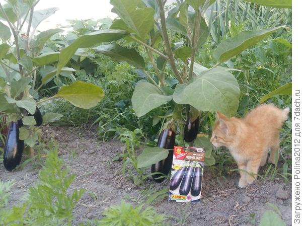 Ой,грибной вкус,а почему не мясной?