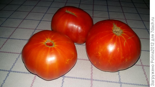 Король гигантов