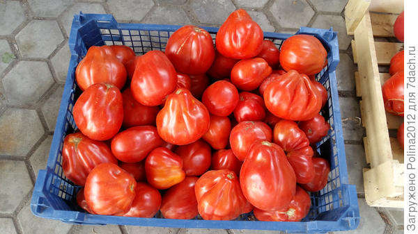 Пузата хата