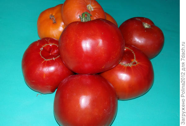 Король гигантов