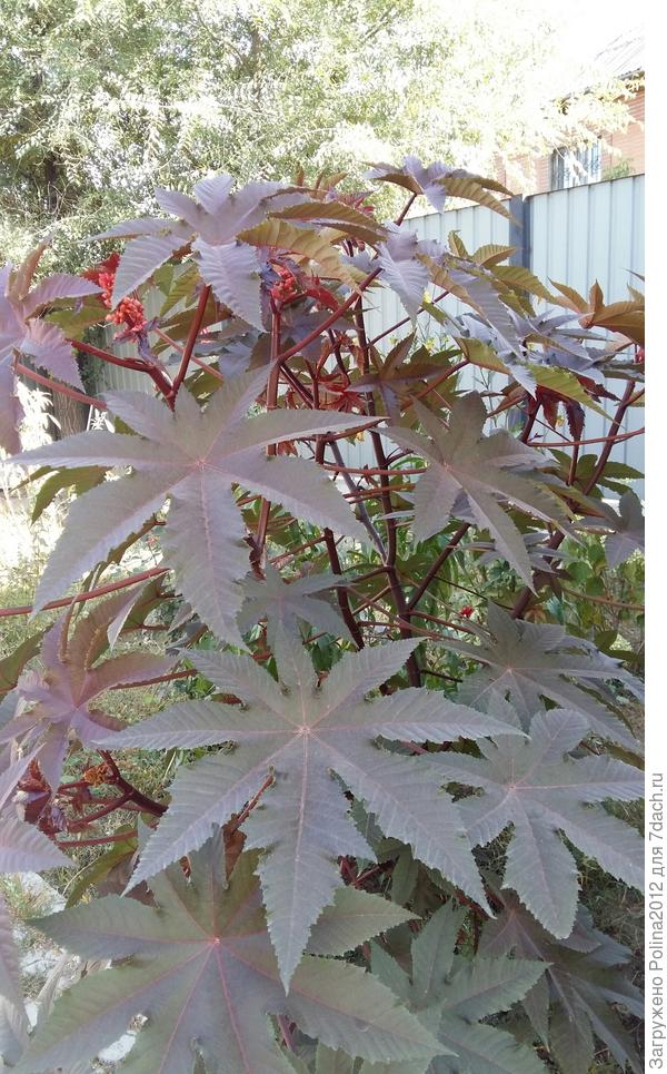 Вот такая красота