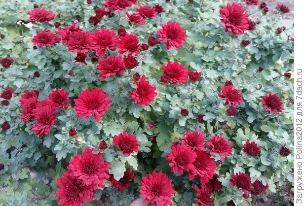 Хризантемы еще не полностью распустились,но все же, первые цветы вам!