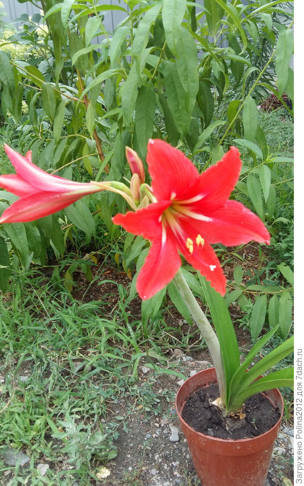 Вот такого красивого цвета был у меня,то ли алый,то ли коралловый