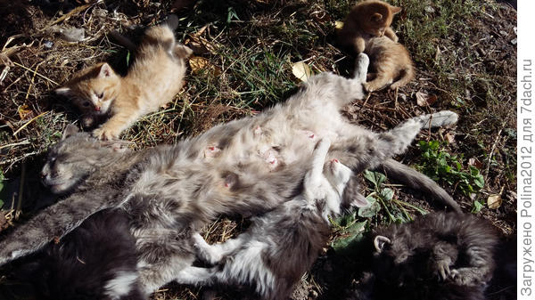 Наелись до отвала))