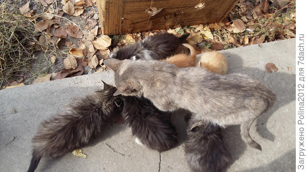 Полезный завтрак-тыква))