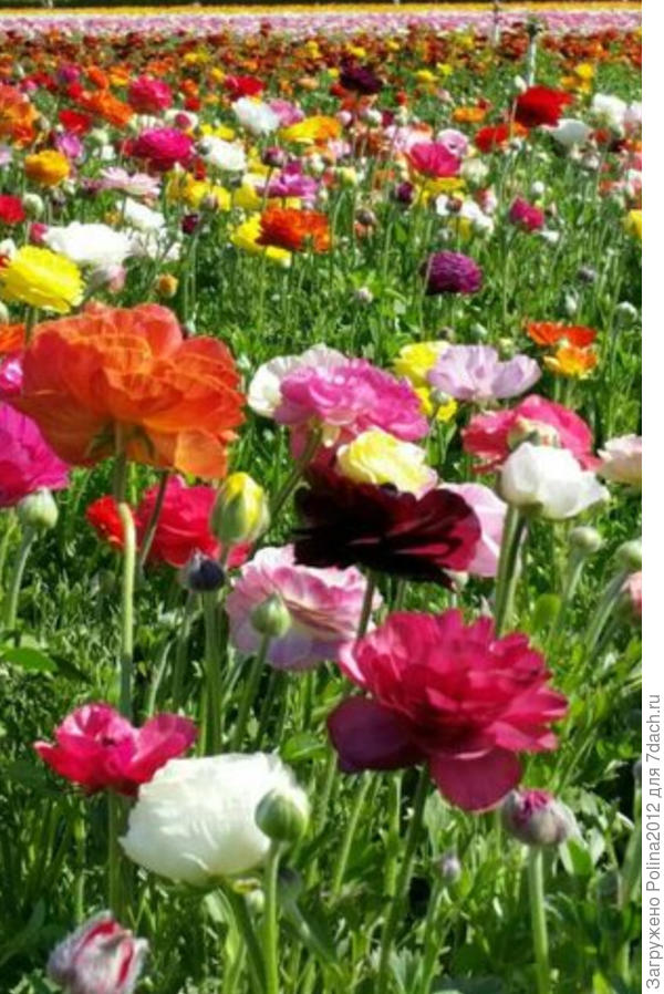 Дарю вам поле цветов-выбирайте себе на букеты))