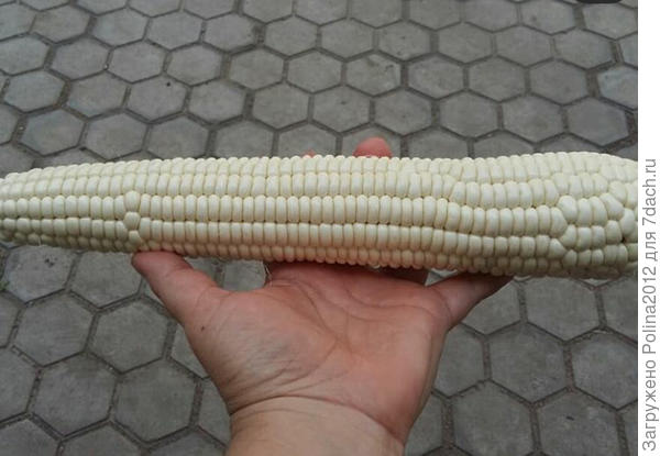 А кукурузу я оставила на семена,вооот такую,правда половину мыши потаскали))