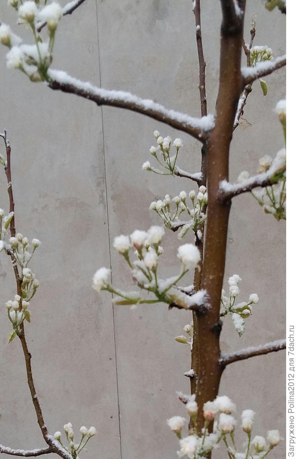 Снег на соцветиях