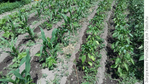 Так попробовала сделать как у сестры