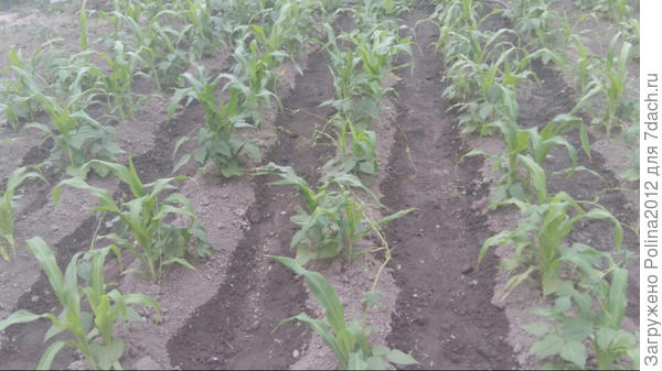 Так делаю я