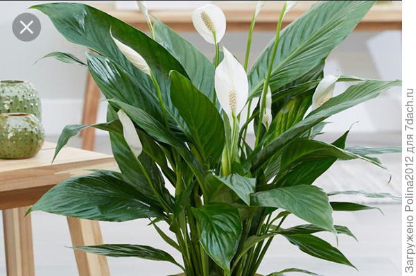 Спатифиллум