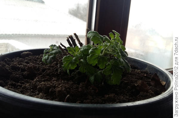 Сейчас такая