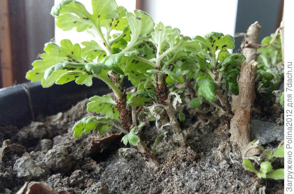 А была вся в тле