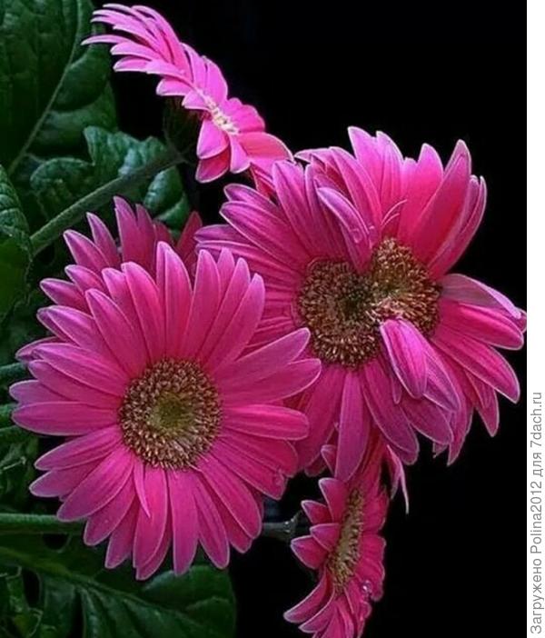 Анна,с днем рождения!