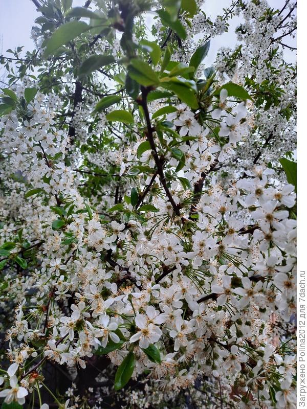 Вот обычная