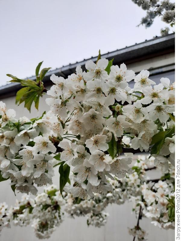 Вот цветет колерованная вишня