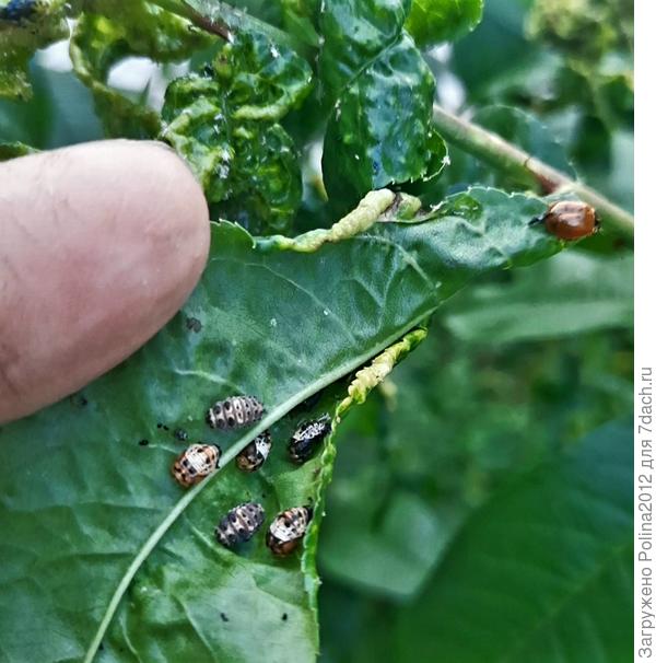 Здесь увидела как вышла уже взрослая особь,окрас еще бледный и точек не видно,так интересно было наблюдать