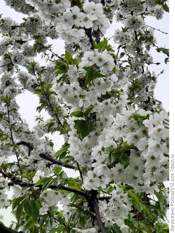 А как цвела черная черешня