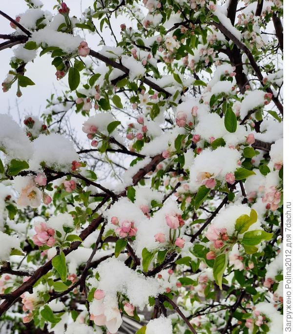 И цветущая яблоня под снегом