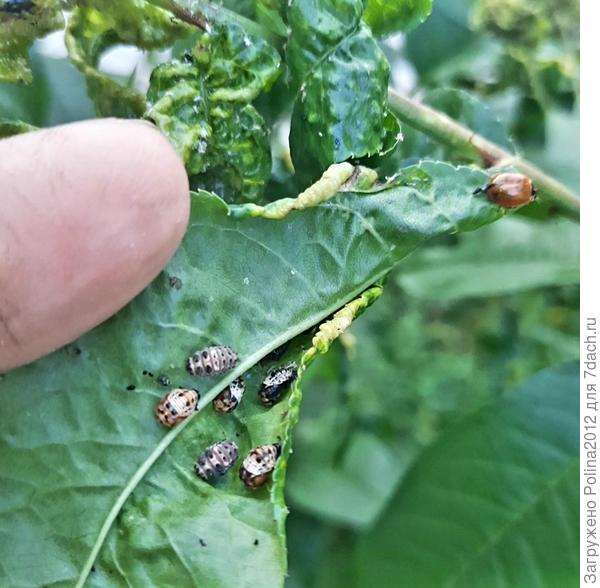 Личинки разные бывают