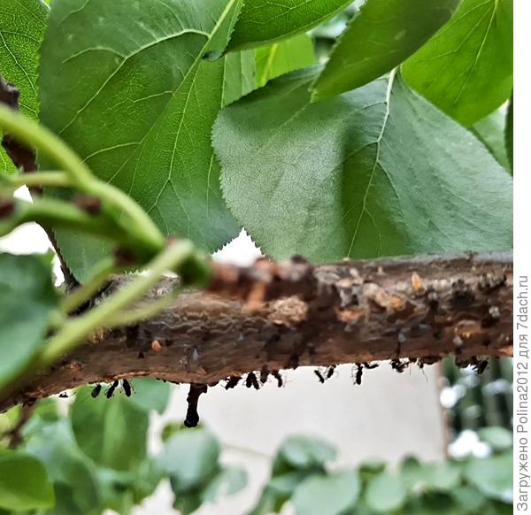 Висят мертвые души