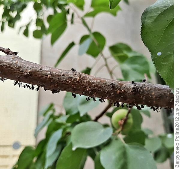 Вот потравила